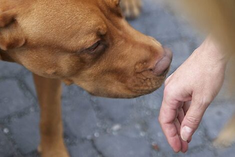 Imagen de Entrenan a perros y podrían detectar coronavirus