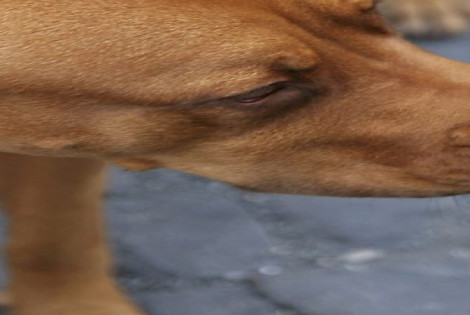 Imagen de Entrenan a perros y podrían detectar coronavirus Imagen de Entrenan a perros y podrían detectar coronavirus