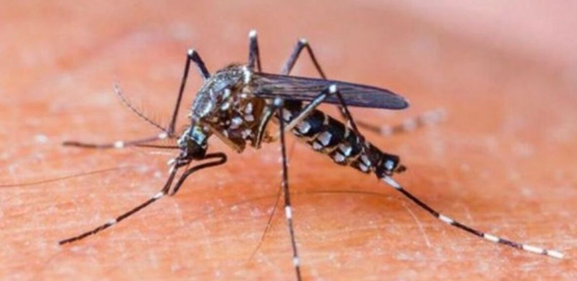 Imagen de LANZAN MEDIDAS DE PREVENCIÓN CONTRA EL DENGUE