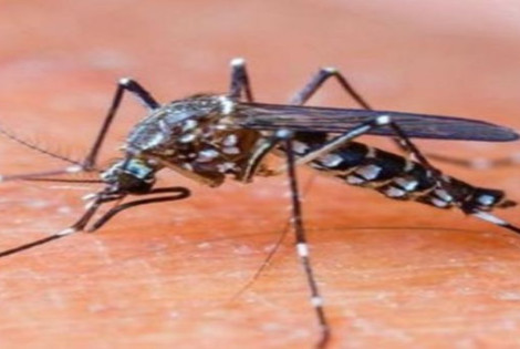 Imagen de LANZAN MEDIDAS DE PREVENCI&Oacute;N CONTRA EL DENGUE