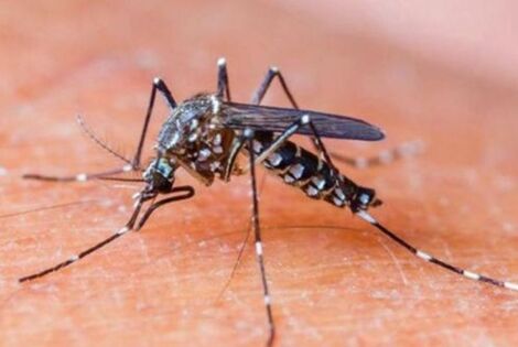 Imagen de LANZAN MEDIDAS DE PREVENCI&Oacute;N CONTRA EL DENGUE