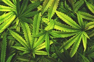 Imagen de Programa de Cannabis Terap&eacute;utico en Argentina
