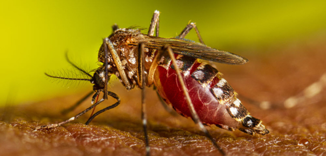 Imagen de El Aedes aegypti, el mosquito hogareño