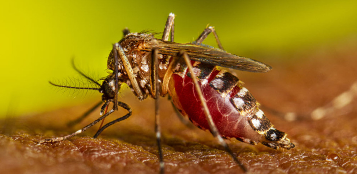 Imagen de El Aedes aegypti, el mosquito hogareño