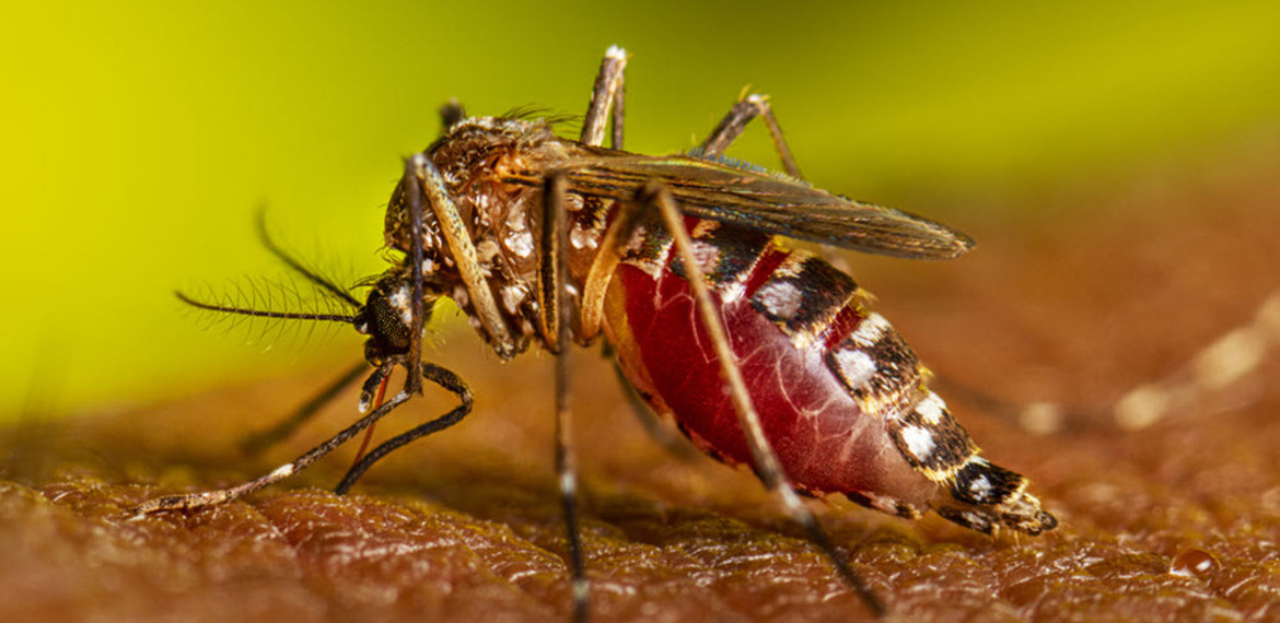 Imagen de El Aedes aegypti, el mosquito �hogare&ntilde;o�