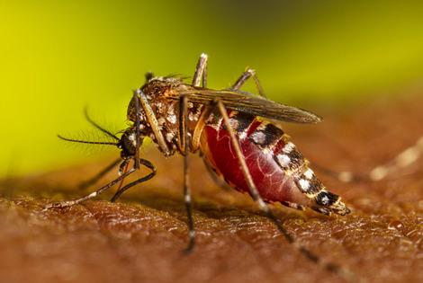 Imagen de El Aedes aegypti, el mosquito �hogare&ntilde;o�