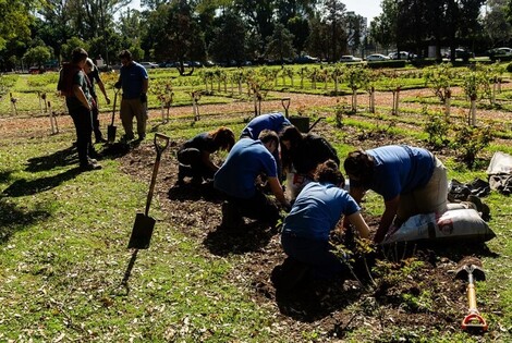 Imagen de El Rosedal plantó 530 nuevos ejemplares