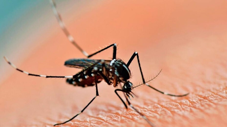 Imagen de Dengue: se registraron 33.000 casos en seis meses Imagen de Dengue: se registraron 33.000 casos en seis meses