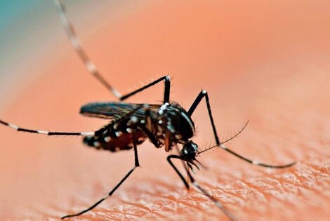 Imagen de Dengue: se registraron 33.000 casos en seis meses