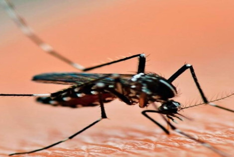 Imagen de Dengue: se registraron 33.000 casos en seis meses