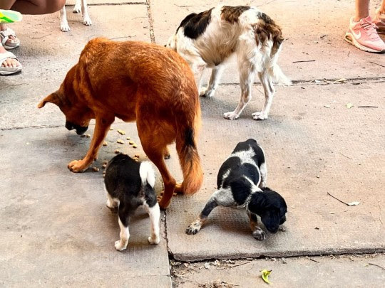 Imagen de Maltrato animal: La Municipalidad rescató 5 perros Imagen de Maltrato animal: La Municipalidad rescató 5 perros
