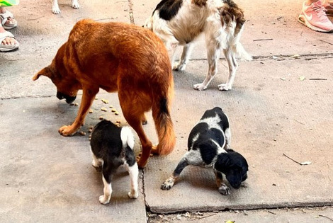 Imagen de Maltrato animal: La Municipalidad rescató 5 perros