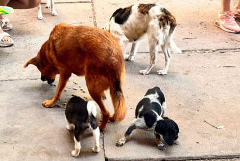 Imagen de Maltrato animal: La Municipalidad rescat&oacute; 5 perros