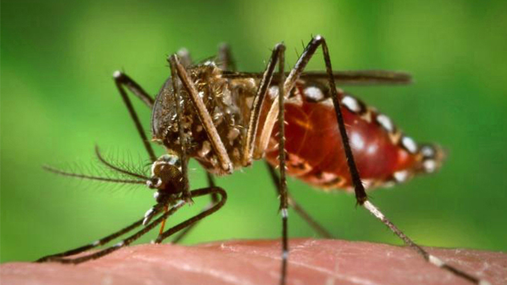 Imagen de El dengue "se está volviendo una enfermedad endémica"