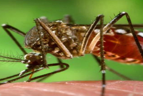Imagen de El dengue "se est&aacute; volviendo una enfermedad end&eacute;mica"