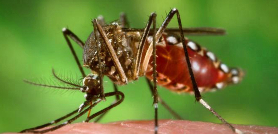 Imagen de El dengue "se está volviendo una enfermedad endémica"