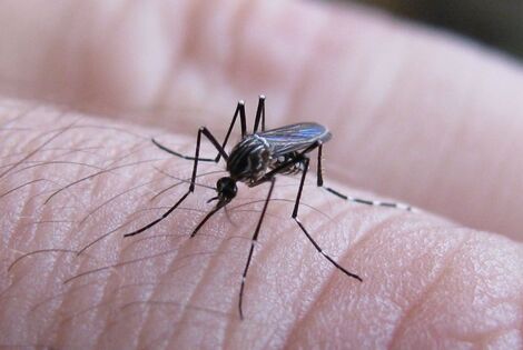Imagen de Dengue: 11.792 casos en Santa Fe