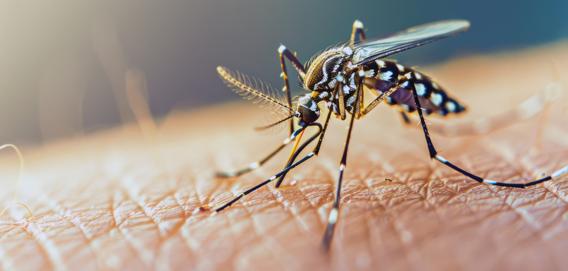 Imagen de El avance del dengue con la llegada de la primavera
