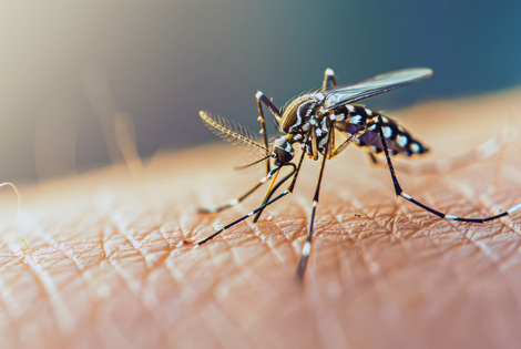 Imagen de El avance del dengue con la llegada de la primavera