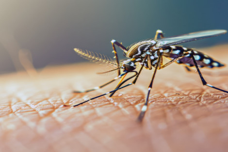 Imagen de El avance del dengue con la llegada de la primavera