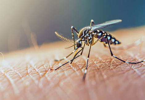 Imagen de El avance del dengue con la llegada de la primavera